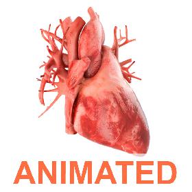 Human heart animated v3. Vray ready materials and scene of human heart